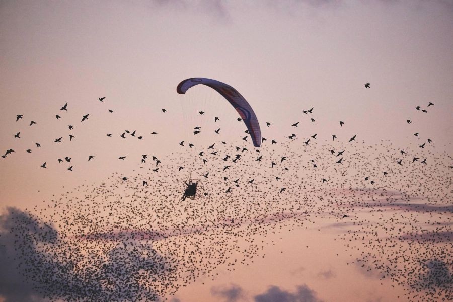 Paramotor con estorninos. Foto:© ESBEN ZØLLNER / Red Bull