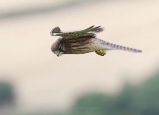 El maestro Cernícalo volando a cámara lenta – o como geo-posicionarse sin GPS.