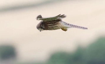 El maestro Cernícalo volando a cámara lenta – o como geo-posicionarse sin GPS.