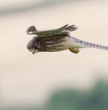 El maestro Cernícalo volando a cámara lenta – o como geo-posicionarse sin GPS.