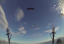 Cuando el buitre es tu compañero de vuelo