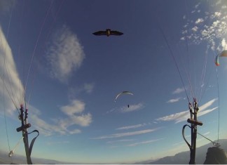 Cuando el buitre es tu compañero de vuelo