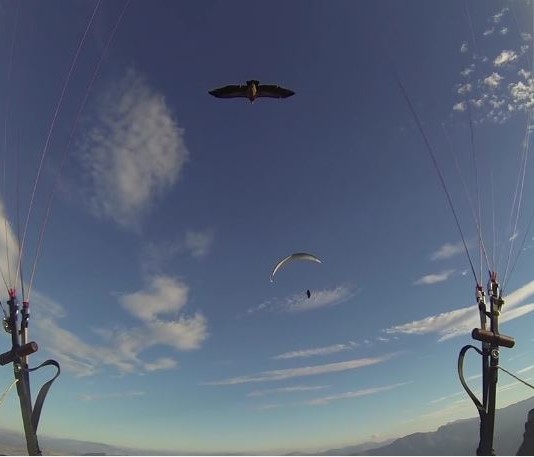 Cuando el buitre es tu compañero de vuelo