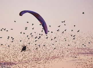 Horacio Llorens joins thousands of starlings in flight!