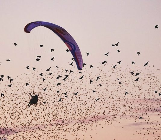 Horacio Llorens joins thousands of starlings in flight!