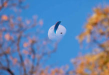 Consejos de un exitoso piloto EN B para iniciarse en competición