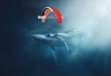 Nuevo Gin Boomerang 12: ¿Vuelan las ballenas?