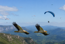 Alimoche y parapentes, Ojovolador y la comunidad de pilotos de parapente denuncian públicamente a la organización Ekologistak Martxan Alimoches y parapentes