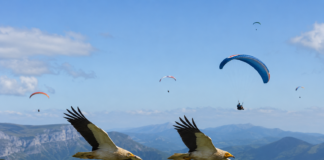 Alimoche y parapentes, Ojovolador y la comunidad de pilotos de parapente denuncian públicamente a la organización Ekologistak Martxan Alimoches y parapentes