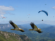 Alimoche y parapentes, Ojovolador y la comunidad de pilotos de parapente denuncian públicamente a la organización Ekologistak Martxan Alimoches y parapentes